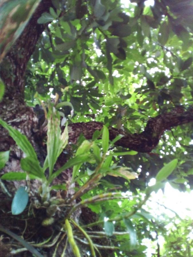 Recanto São Francisco De Assis Alojamento de Turismo Rural Pirenópolis
